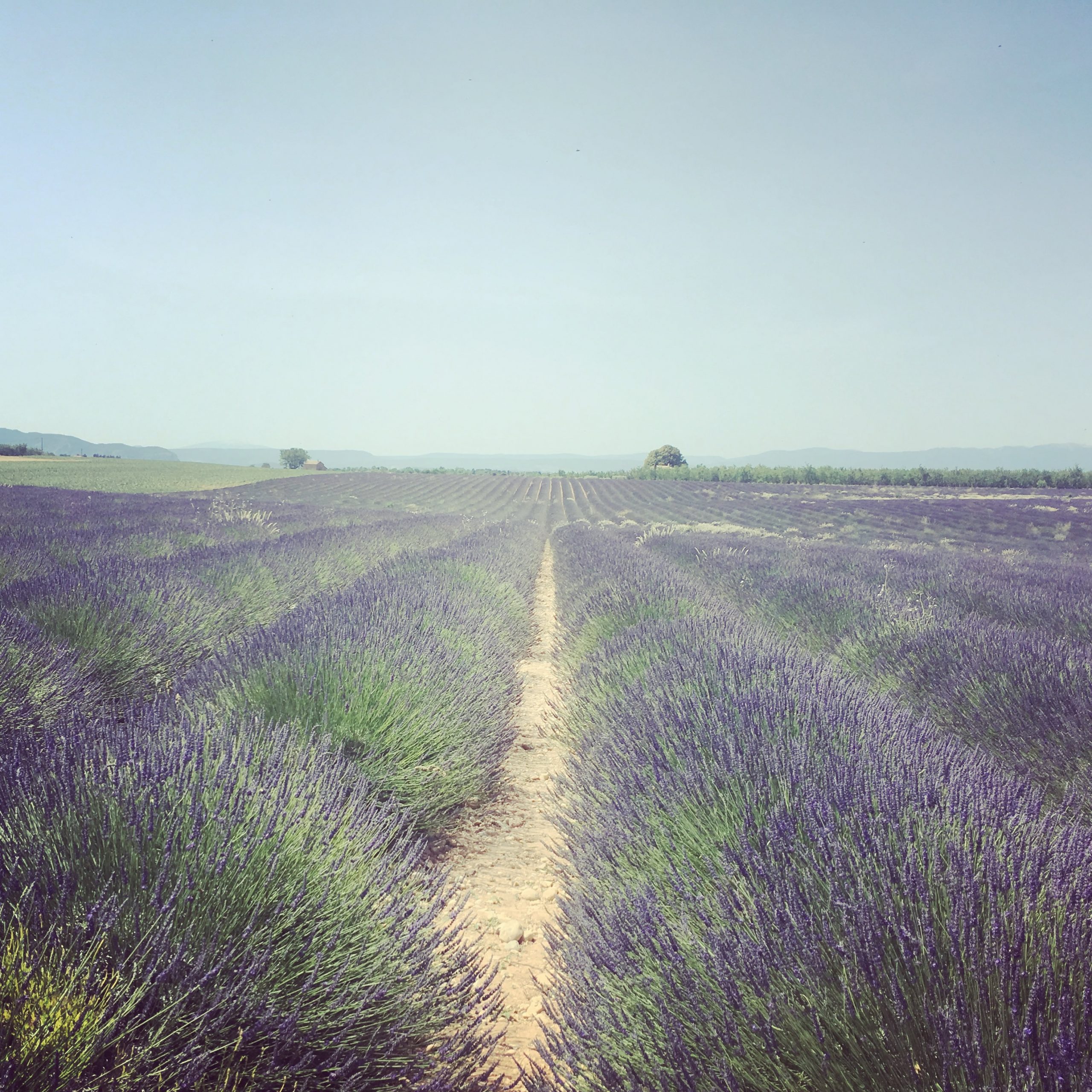 Champ de lavandin du Plateau de Valensole