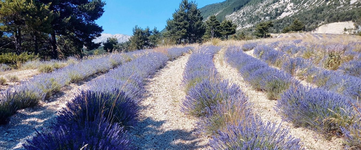 L’histoire de la culture de la lavande à Douroulles, en Haute-Provence