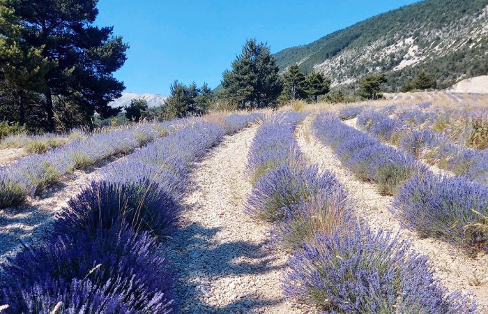 L’histoire de la culture de la lavande à Douroulles, en Haute-Provence