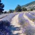 L’histoire de la culture de la lavande à Douroulles, en Haute-Provence