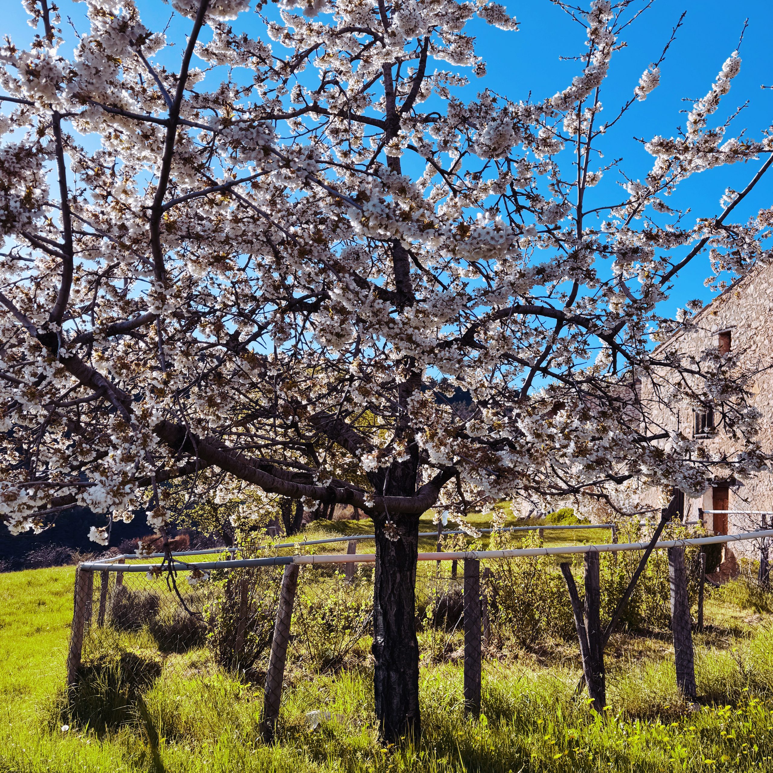 Fleurs de cerisier au printemps