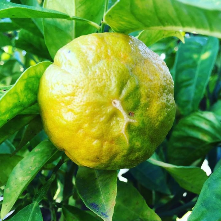 Agrumes méditerranéens et bergamote
