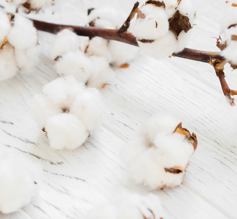 Branche de fleur de coton inspirant la bougie parfumée Fleur de Coton