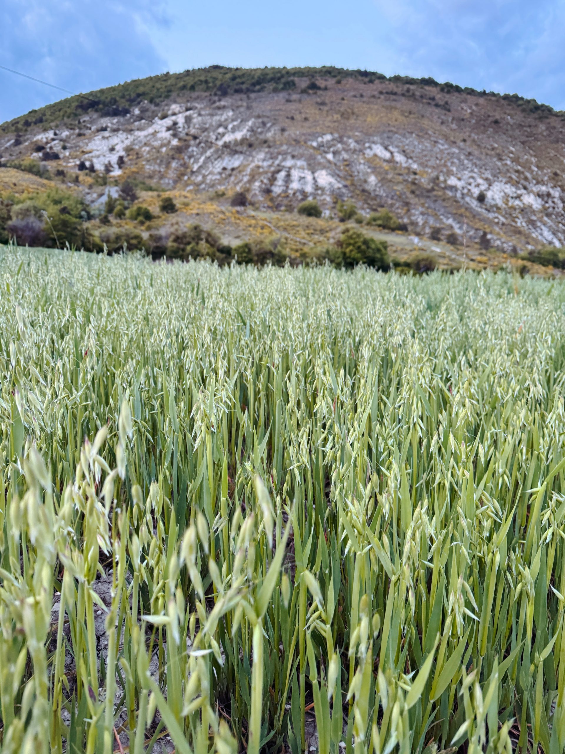 Champ d’avoine dans les Alpes de Haute-Provence