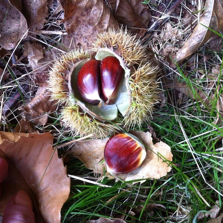Châtaignes dans la vallée de la Vésubie à Belvédère