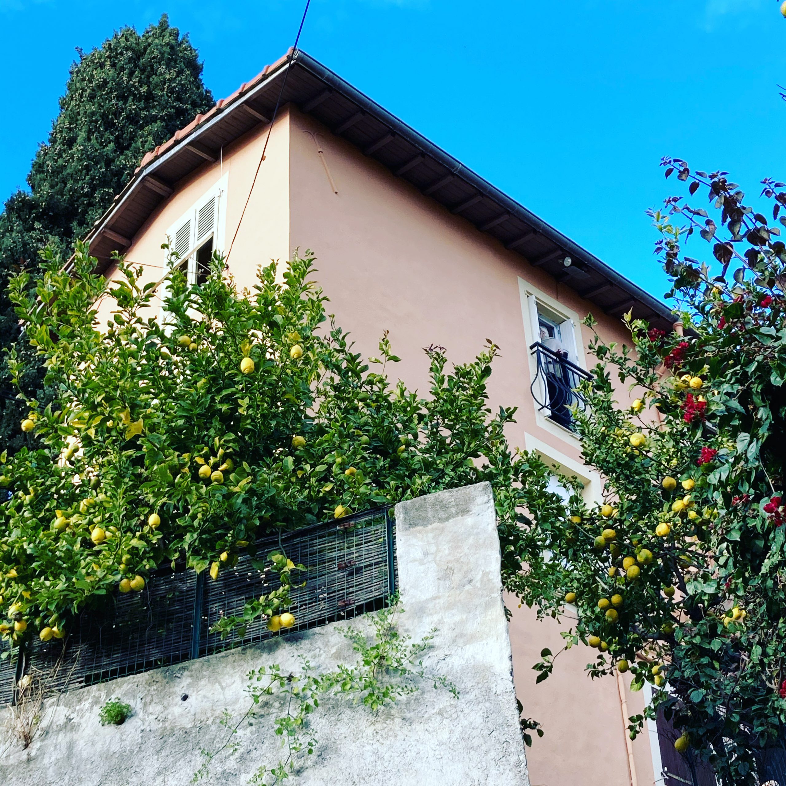 Citronniers à Menton sur la Côte d’Azur