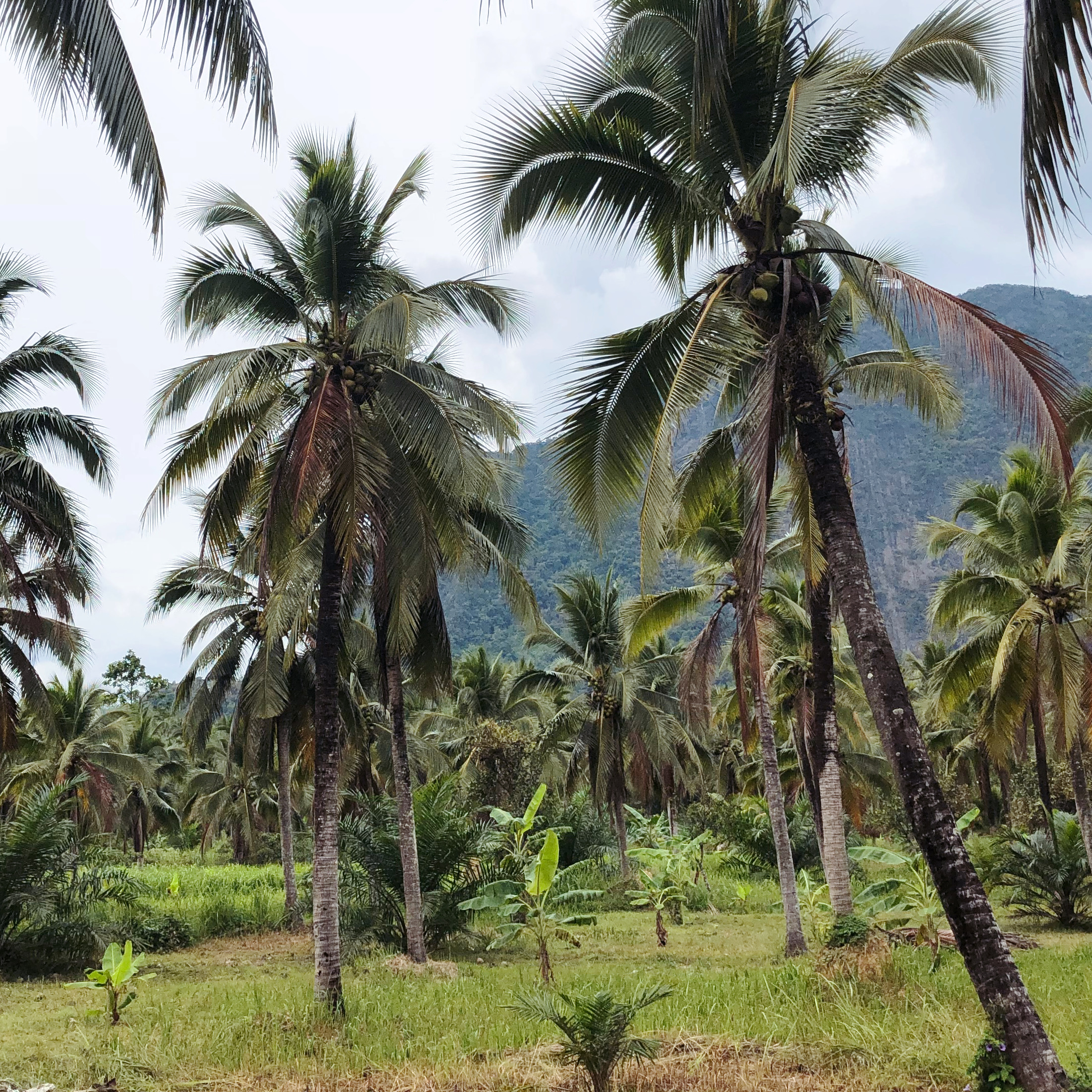 Grande bougie parfumée Noix de Coco inspirée des cocotiers tropicaux