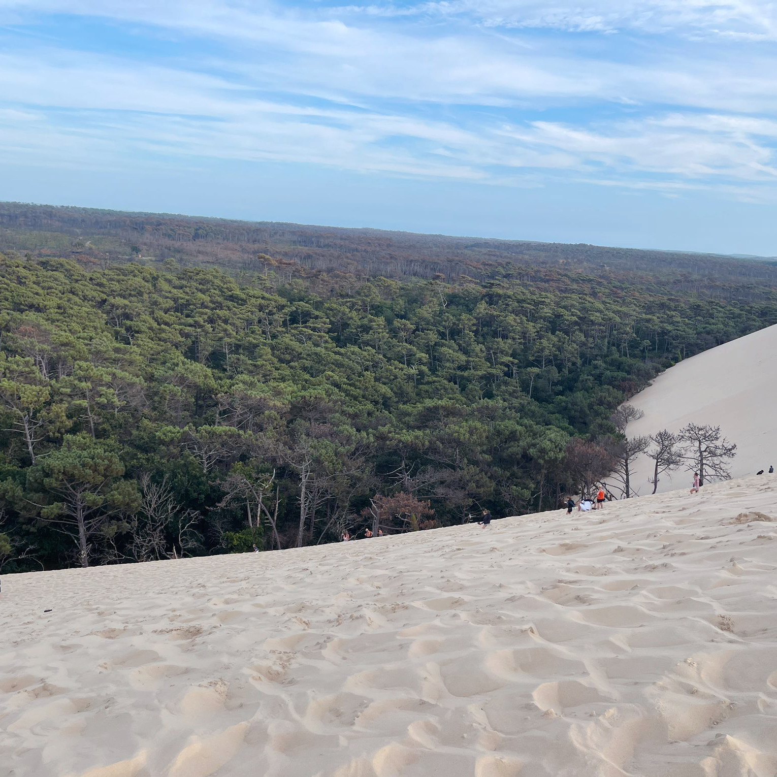 Forêt de pins des Landes depuis la dune du Pilat
