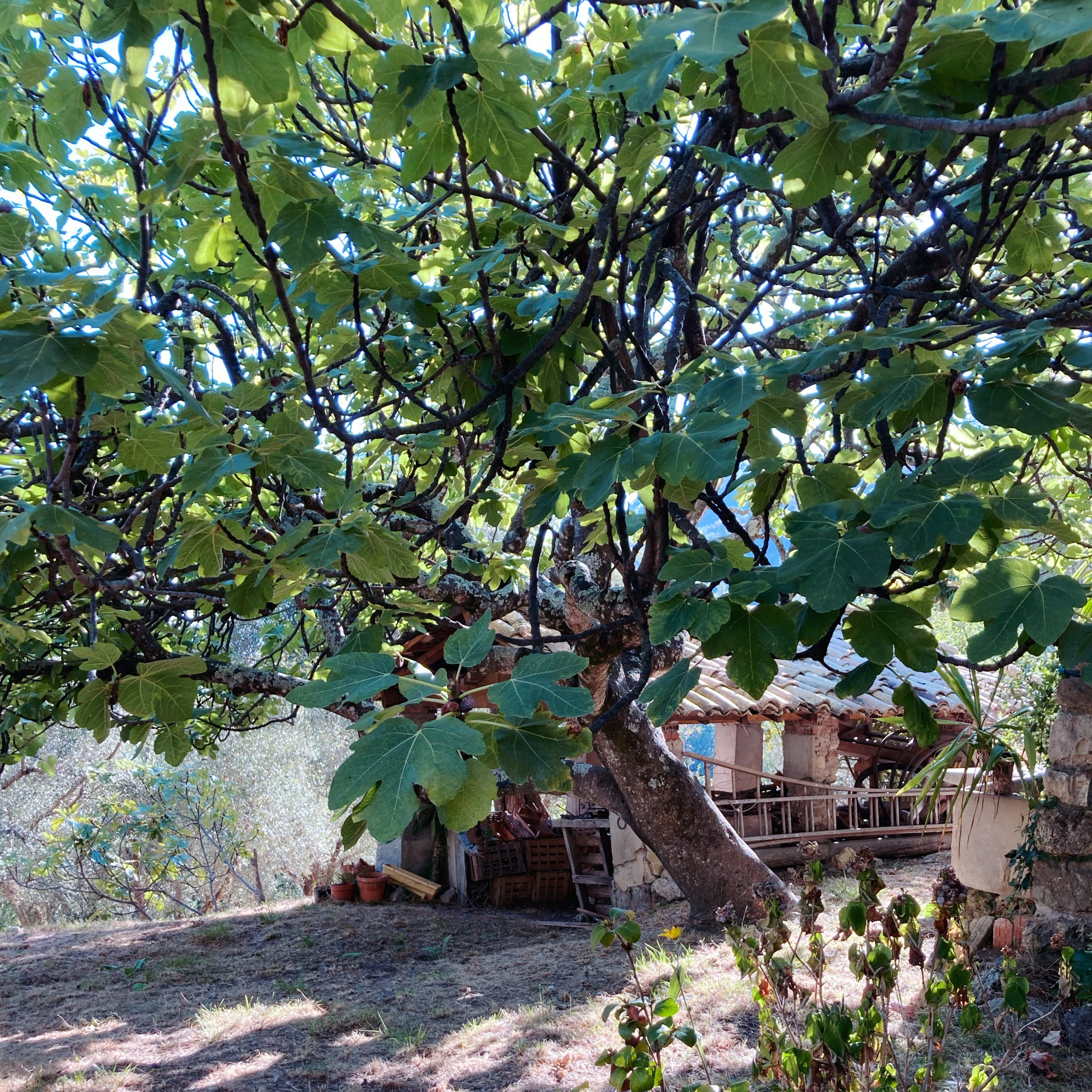 Figuier en Provence dans le Sud de la France