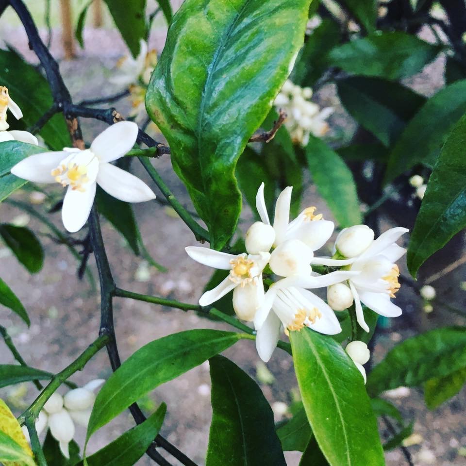 Fleurs de néroli à Vallauris sur la Côte d’Azur