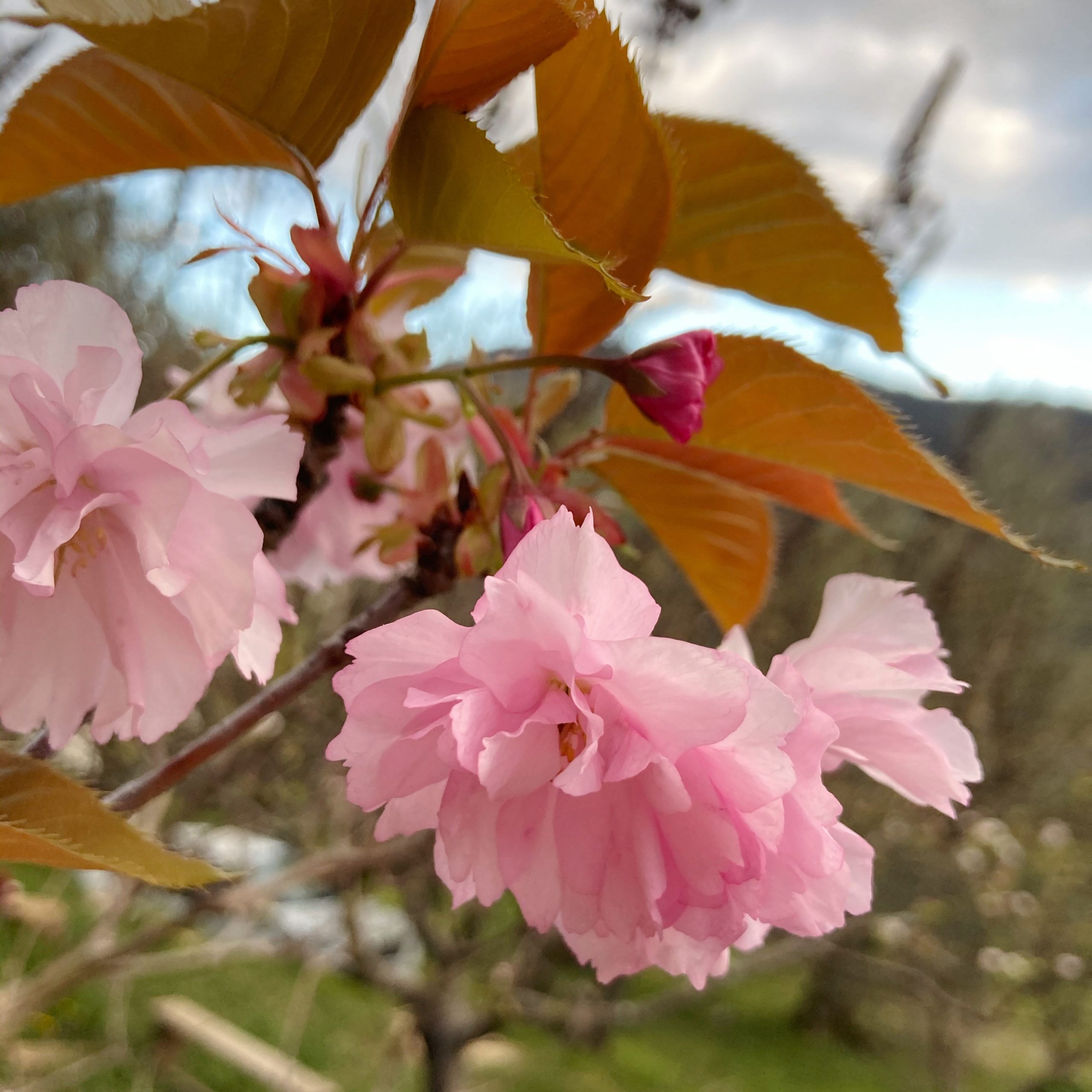 Fleurs de Sakura