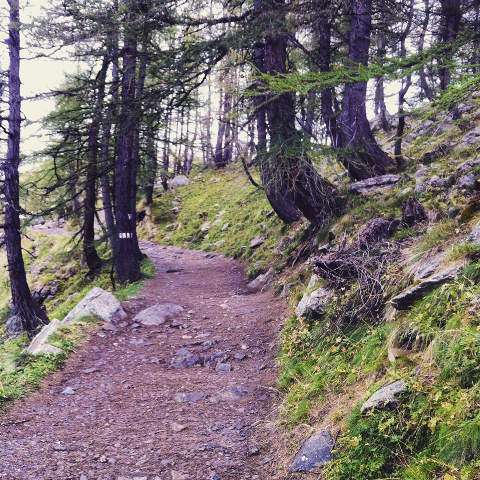 Grande bougie parfumée Balade en Forêt inspirée de la vallée de la Vésubie dans les Alpes-Maritimes