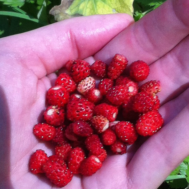 Cueillette de fraises des bois dans une forêt alpine