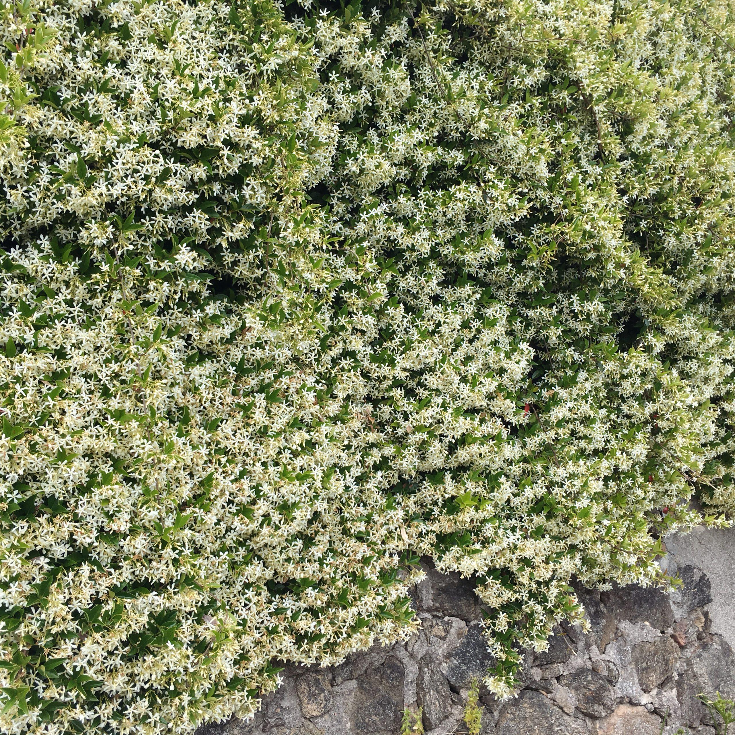 Jasmin en fleurs à Antibes sur la Côte d’Azur