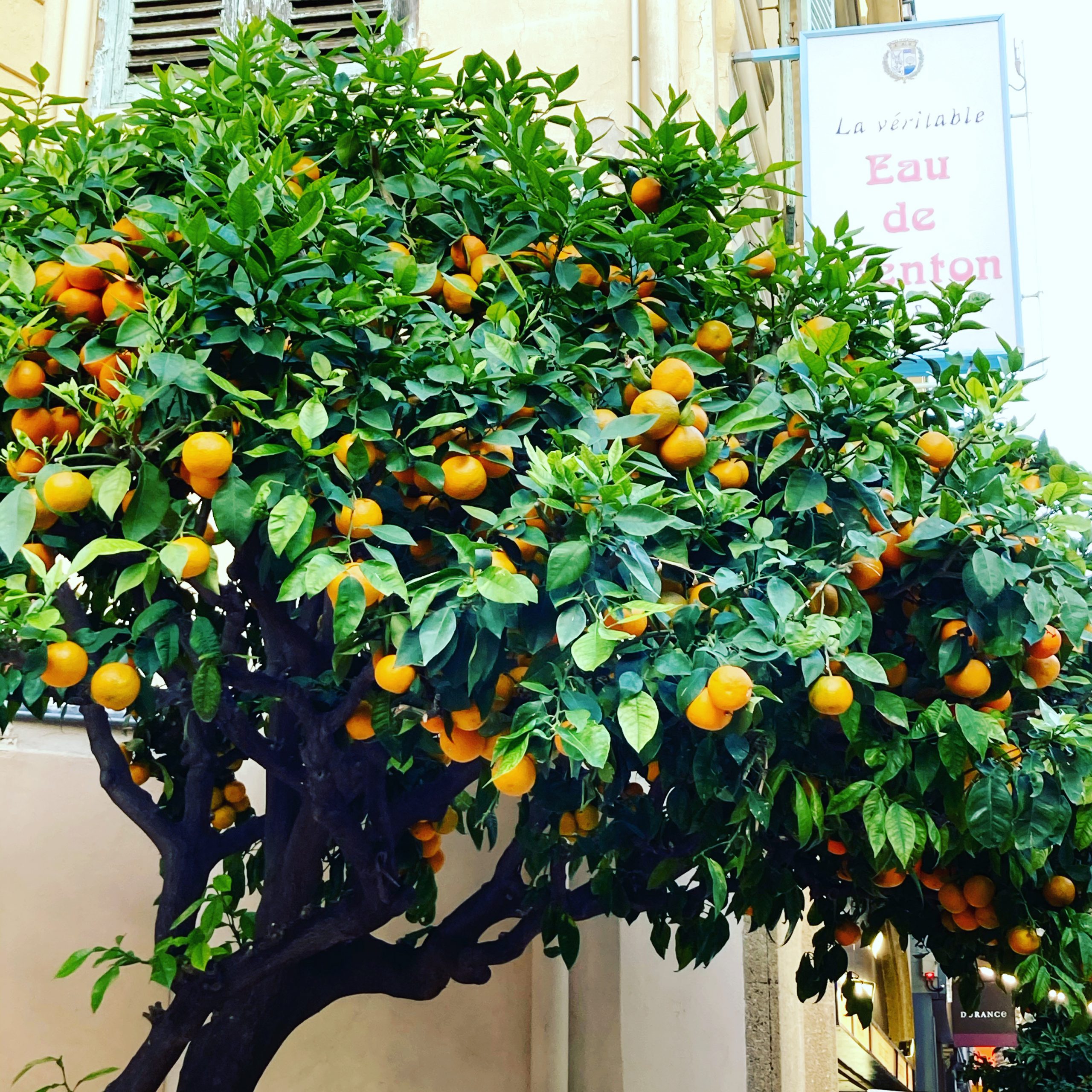Agrumes de Menton dans les Alpes-Maritimes