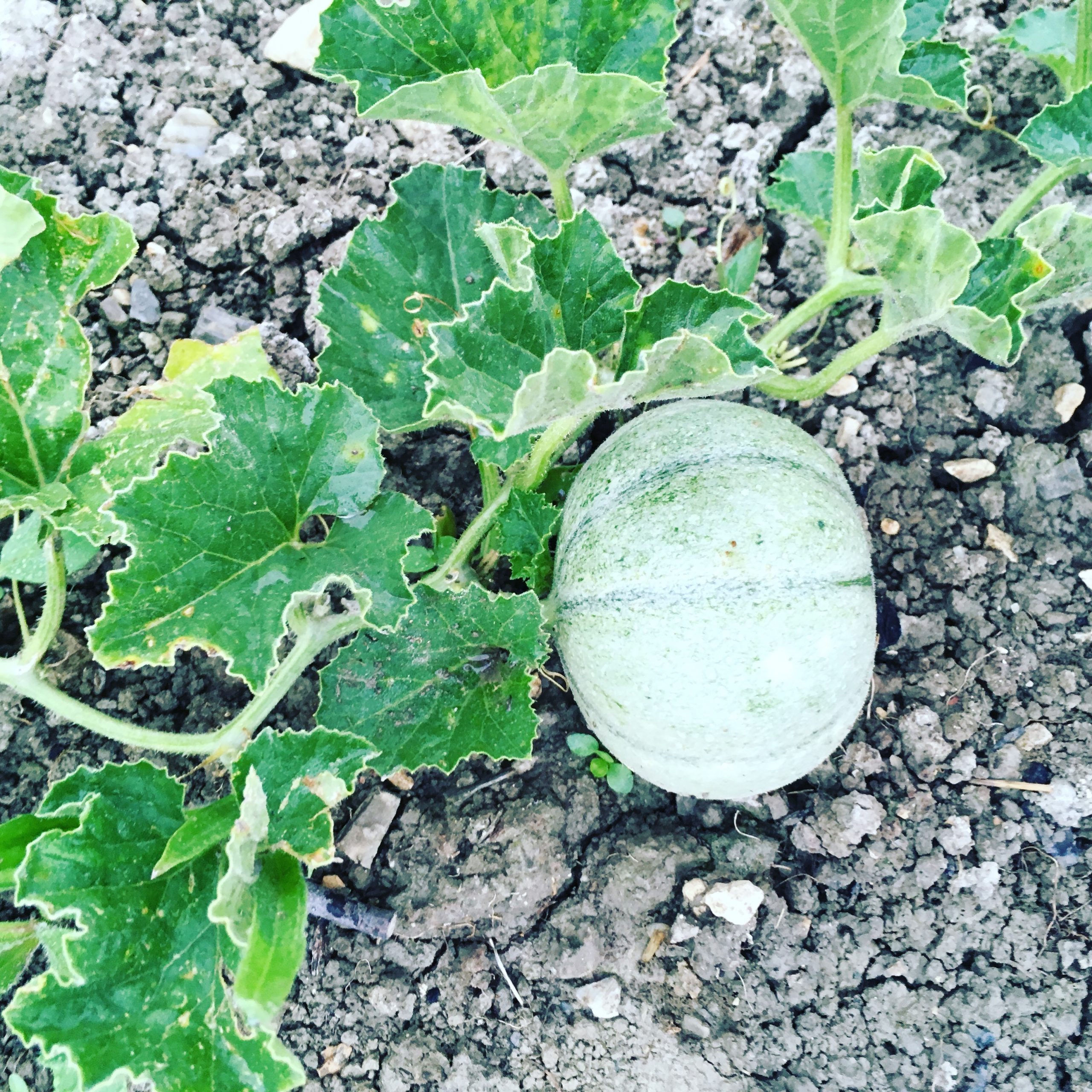 Melon du jardin en Provence