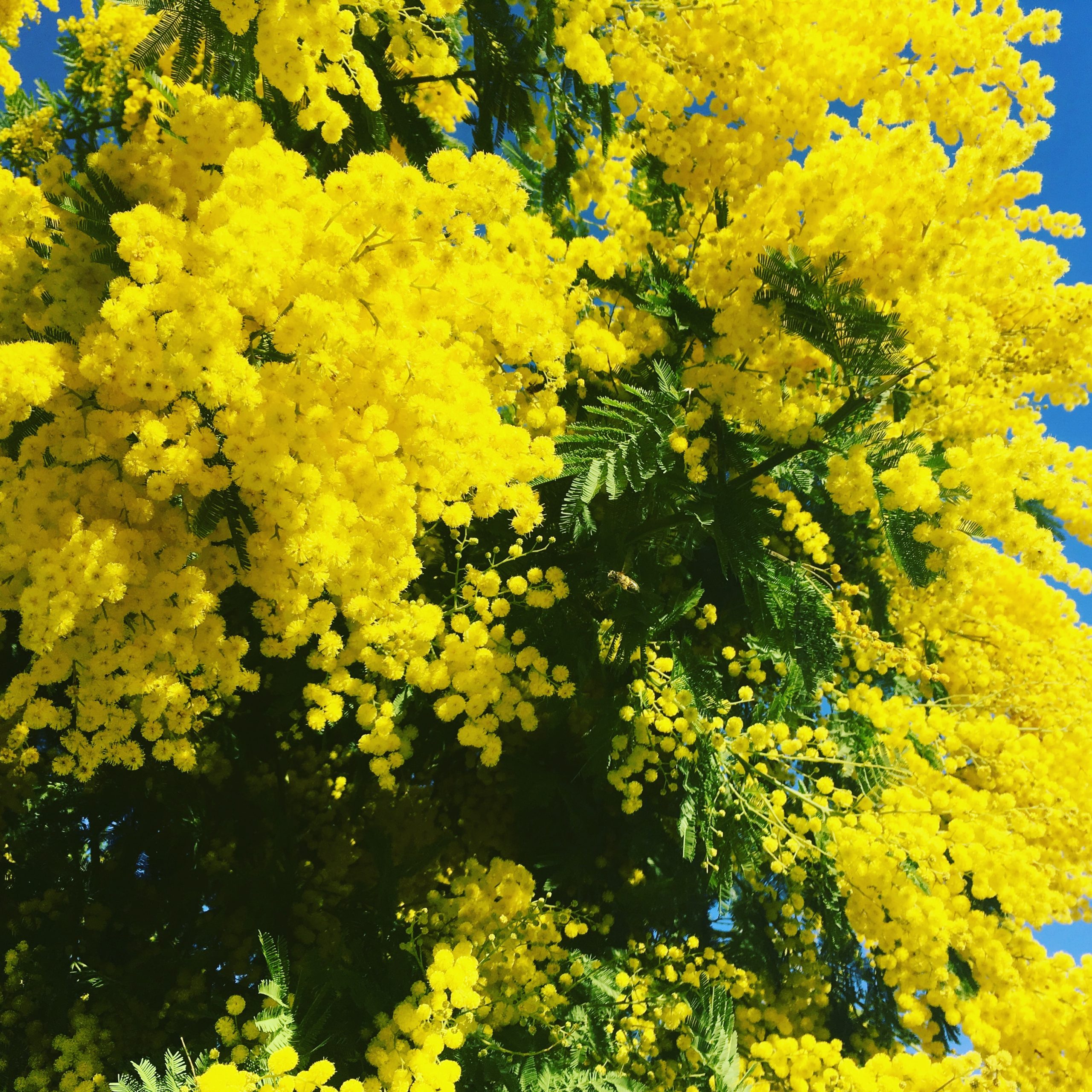 Mimosa en fleurs à Vallauris
