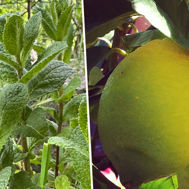 Menthe mojito fraîche du jardin et citron des Alpes-Maritimes
