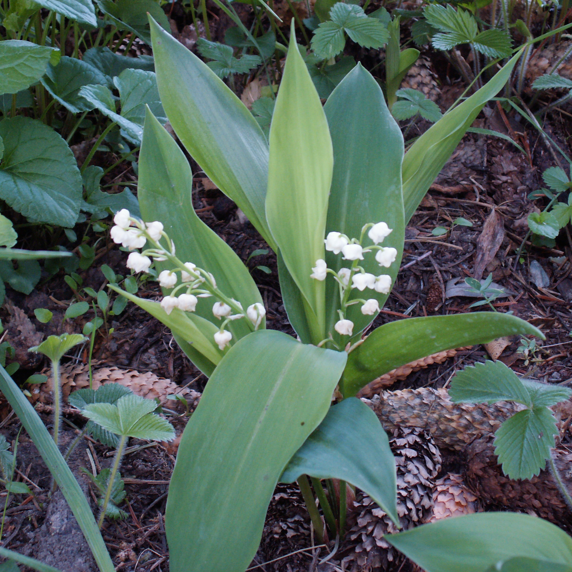 Plant de muguet dans les Alpes-de-Haute-Provence