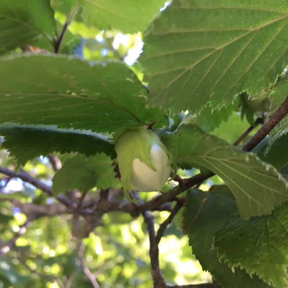 Noisette sur un noisetier dans les Alpes de Haute-Provence
