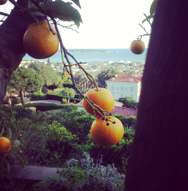 Oranger à Vallauris sur la Côte d’Azur