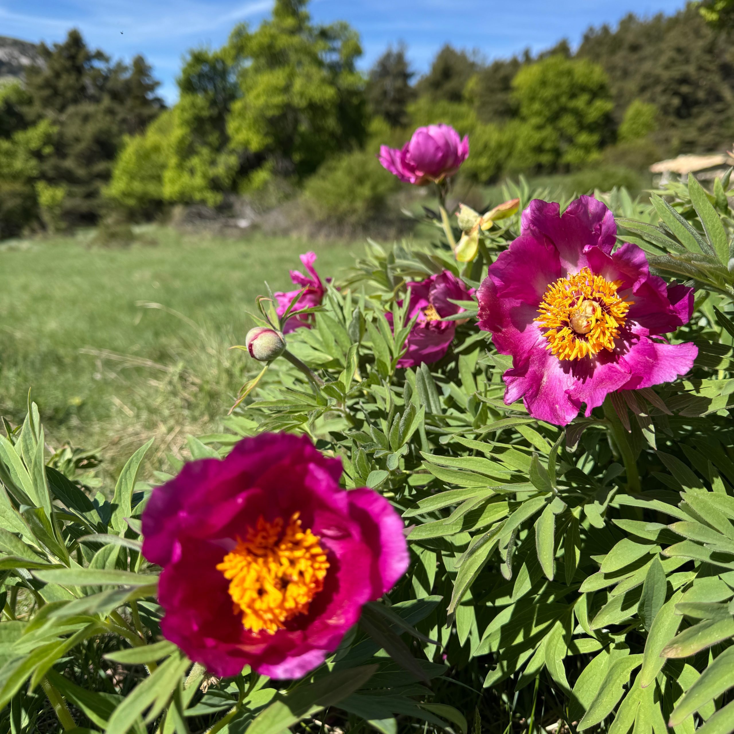 Pivoines sauvages photographiées dans les Alpes