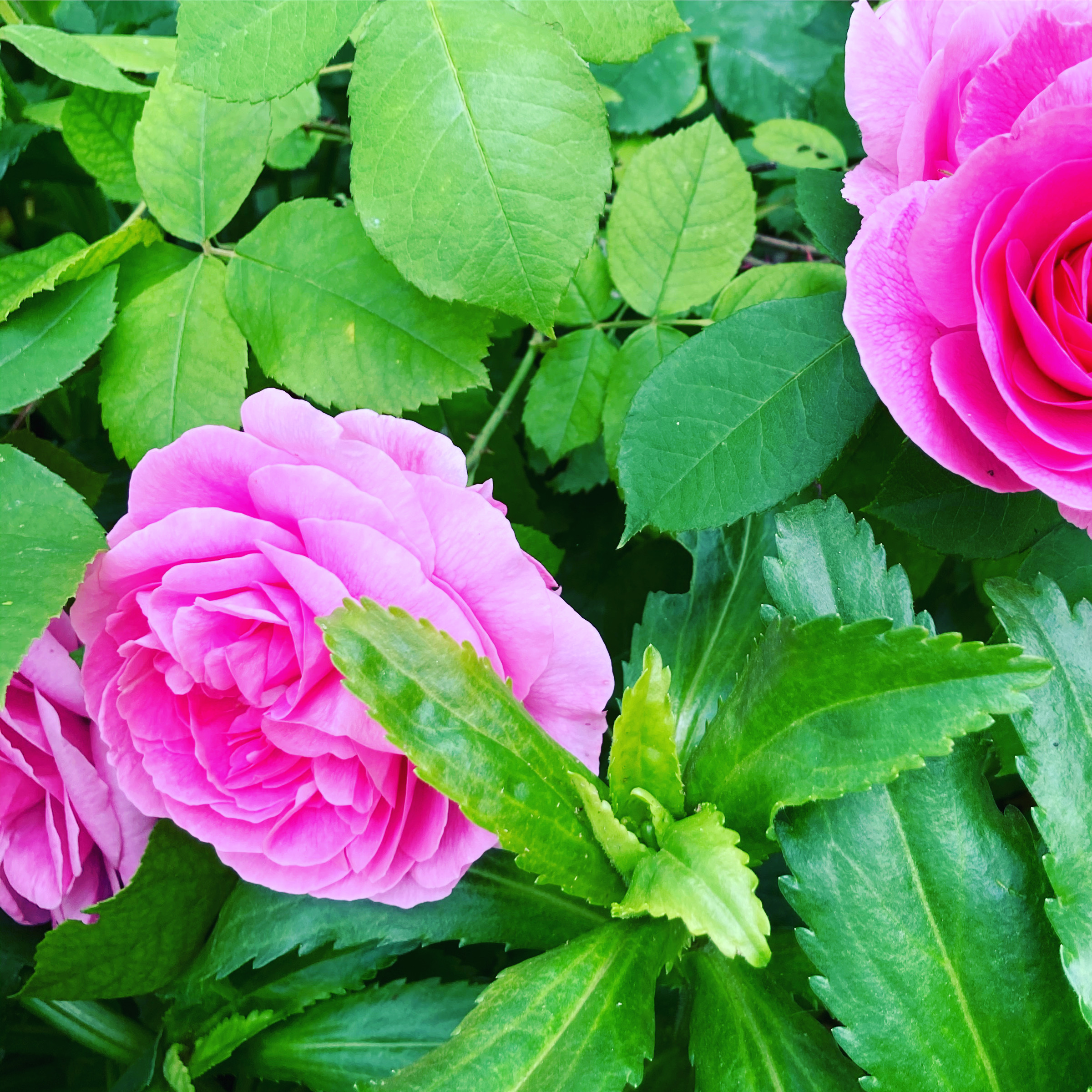 Roses anciennes dans un jardin provençal