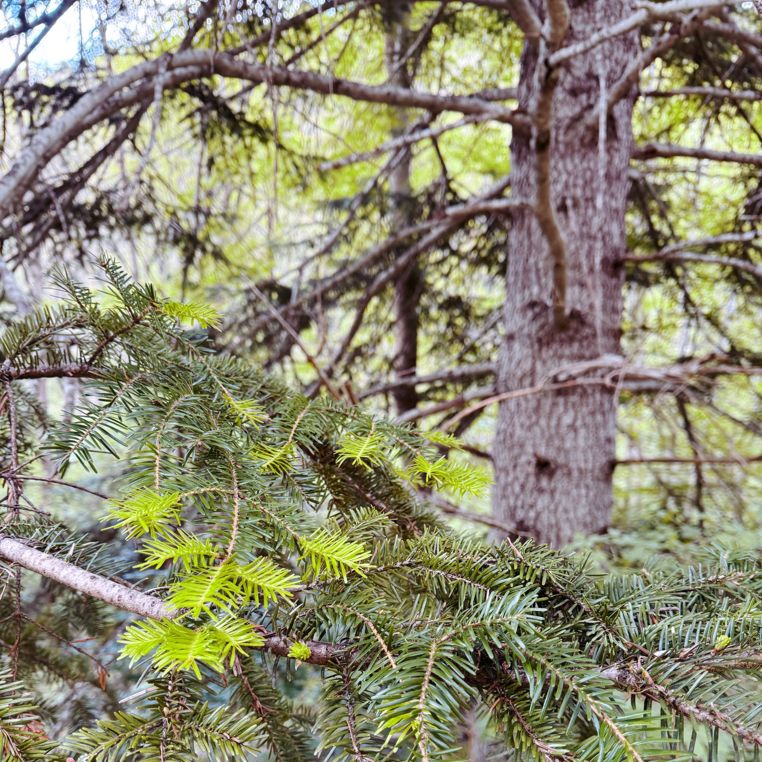 Forêt de sapins blancs dans les Alpes