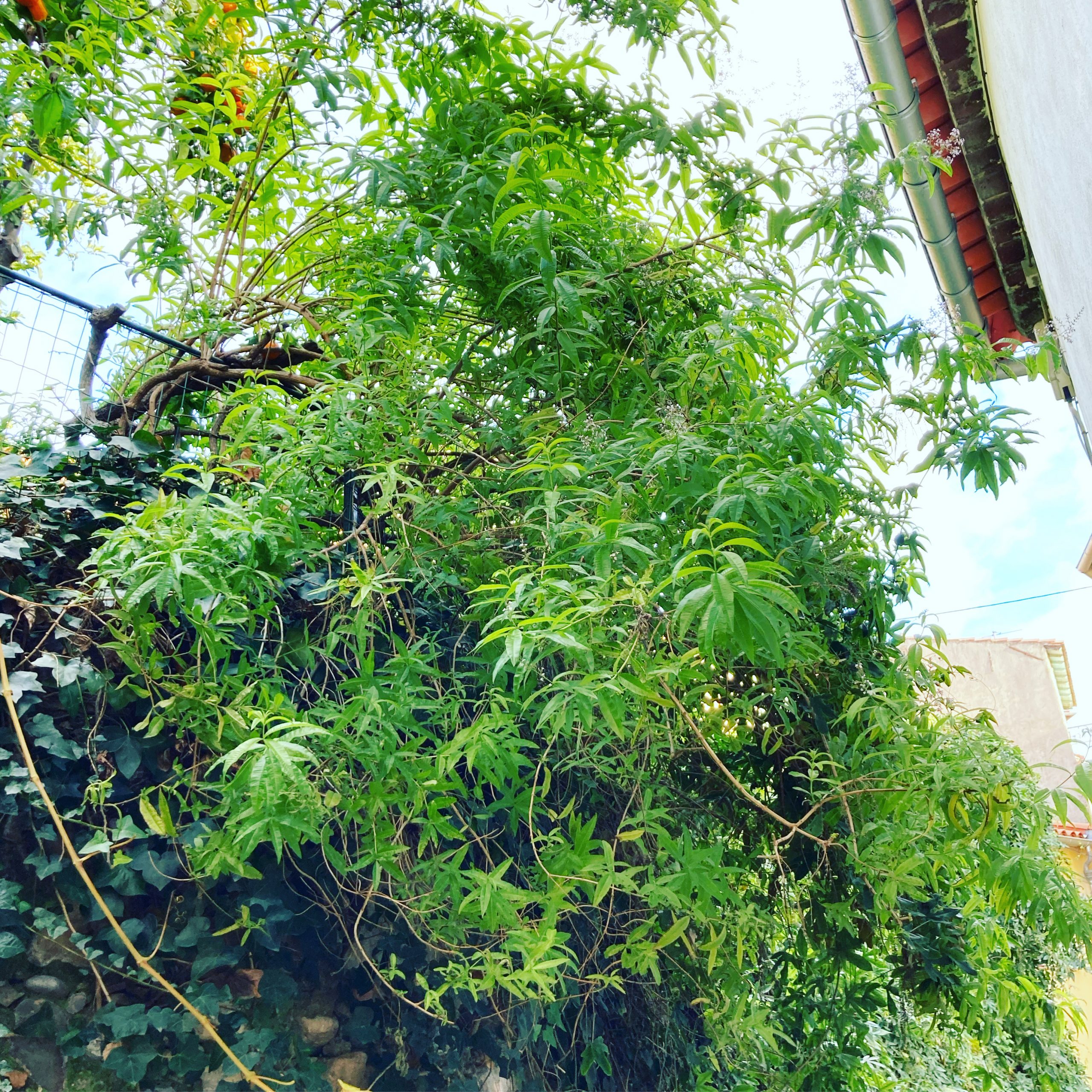 Verveine citronnée en Provence