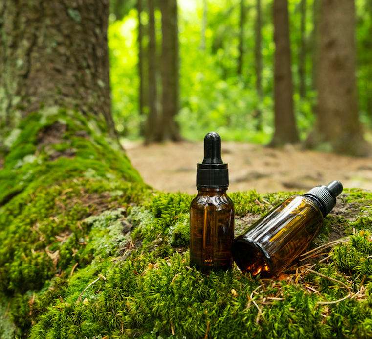 Sous-bois ancien et forêt mystérieuse inspirant la bougie parfumée Forêt Druidique