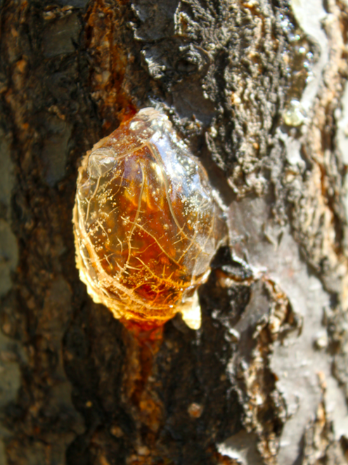 Goutte de résine naturelle sur écorce de conifère inspirant la bougie parfumée Sève Sacrée