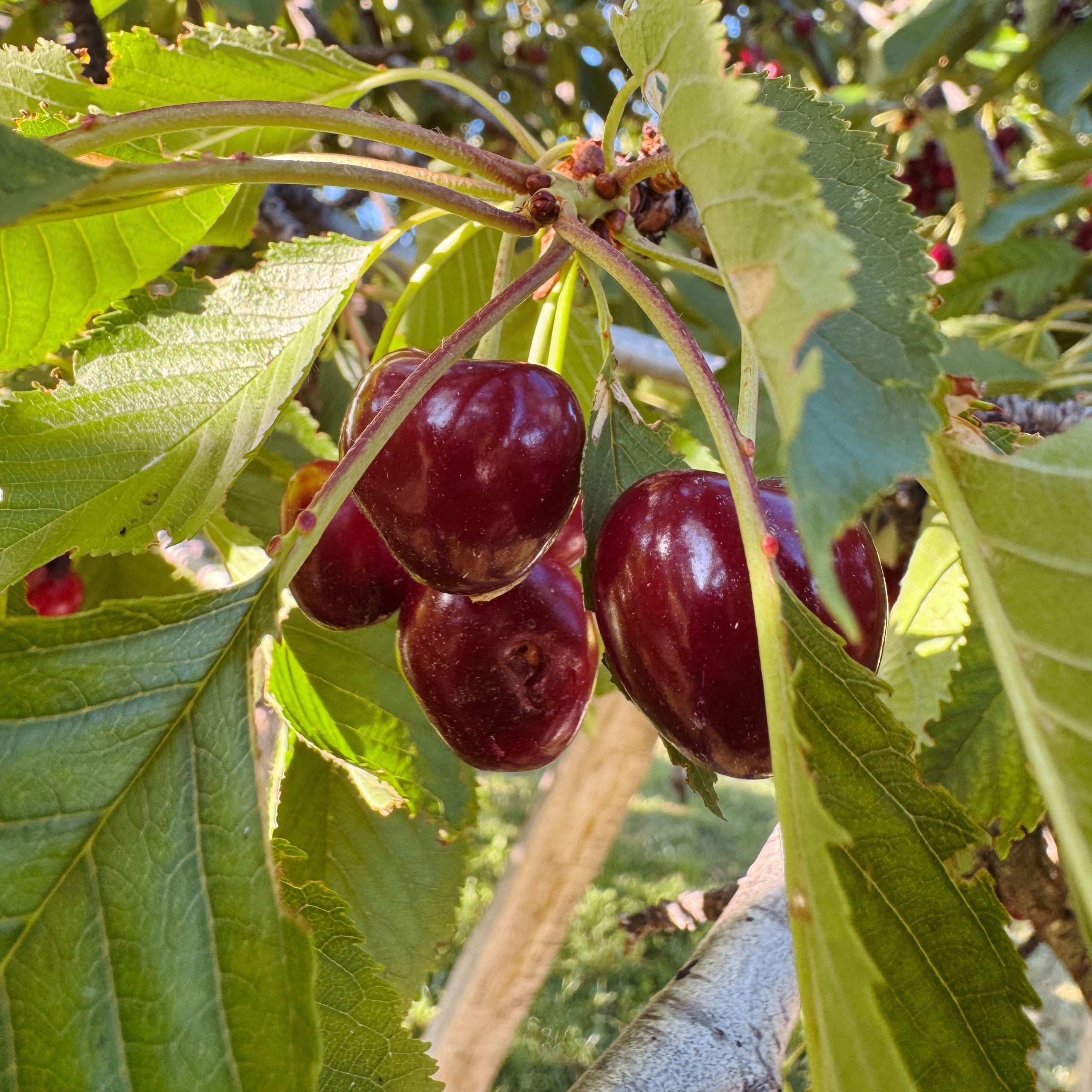 Cerises noires mûres dans un verger provençal inspirant la bougie parfumée Cerise Noire